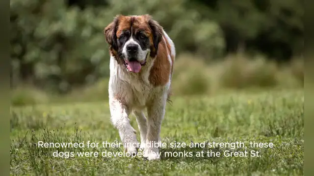 Video thumbnail for St. Bernard