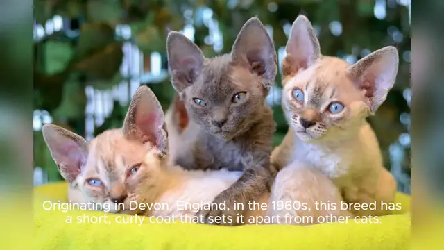 'Video thumbnail for Devon Rex'