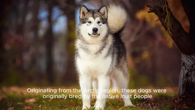 Video thumbnail for Alaskan Malamute