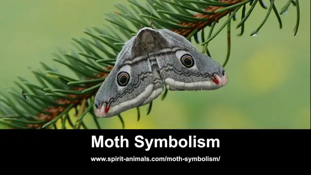 Video thumbnail for Moth Symbolism