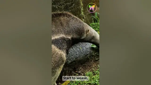 Video thumbnail for A Message from Anteater