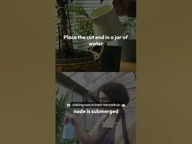 Video thumbnail for Golden Pothos Water Propagation Guide#beginnergardeners #facts #gardeningtipsforbeginners #garden