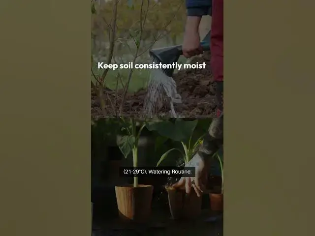 Video thumbnail for Seed to Spice Cardamom Growing Guide #beginnergardeners #facts #gardeningtipsforbeginners #garden