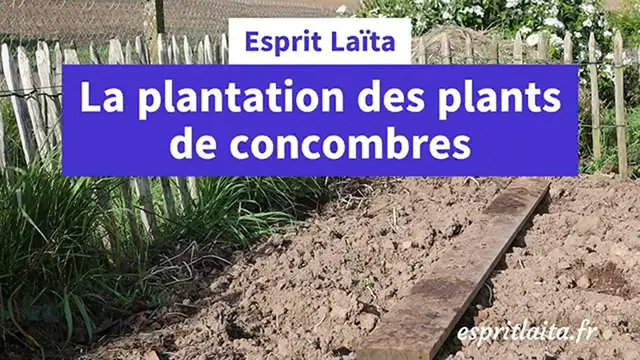 'Video thumbnail for La plantation des concombres'