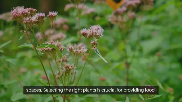 Video thumbnail for Butterfly Garden Plant Selection Guide