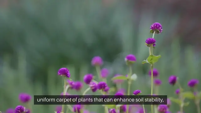 Video thumbnail for Seed Starting for Ground Covers