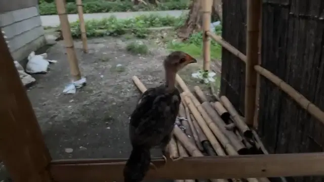 Video thumbnail for Ginisang manok with moringa Philippine bean and chicken with Maringa.