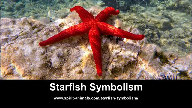 Video thumbnail for Starfish Symbolism