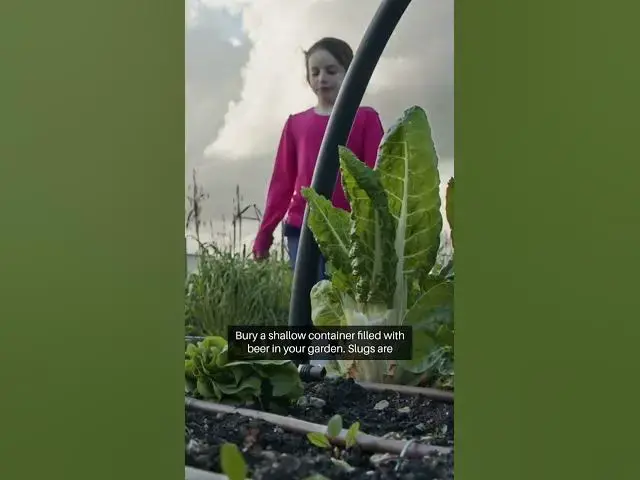 Video thumbnail for Natural Pest Control Methods 2  #gardeningtips #greenthumb #beginnergardeners  #flowergarden