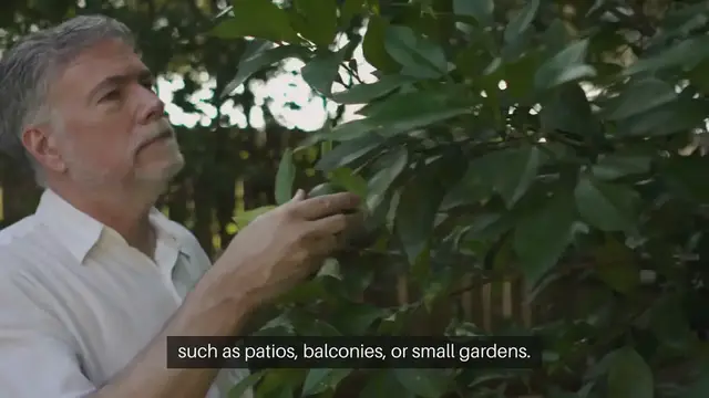 Video thumbnail for Seed Starting for Container Trees