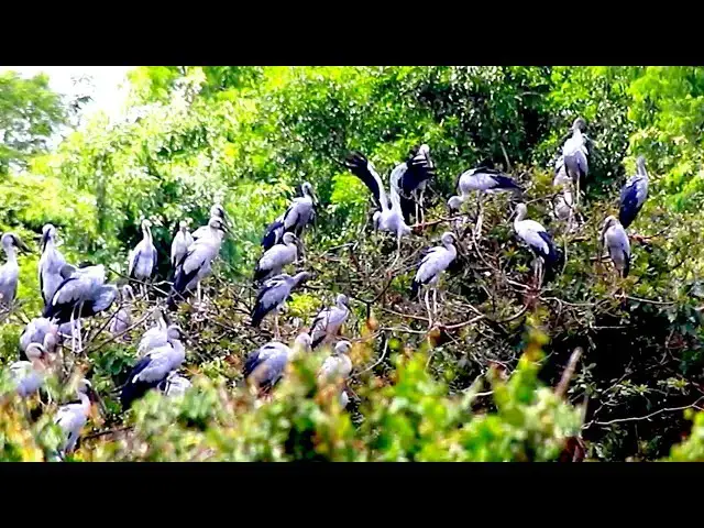 Video thumbnail for Area of nest &  bird in lake at Avean zoo lake