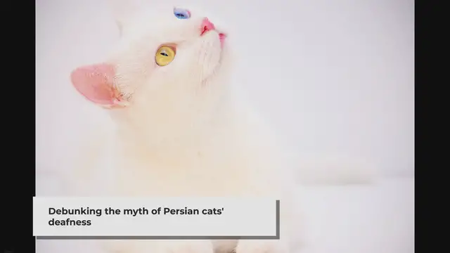 'Video thumbnail for Are Persian Cats Deaf? Unveiling the Truth'