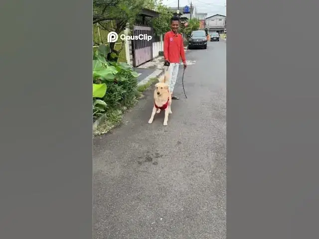 Video thumbnail for Puppy vs  Baby  Who's Walking Who  Hilarious Dog Antics! 1