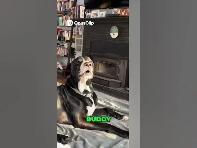 Video thumbnail for Train Stop Leads to Dog Pile Chaos and Jealous Pups! #funny #shortvideo #viral