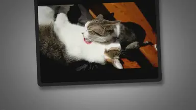 'Video thumbnail for Warum Miauen Katzen und was bedeutet es?'