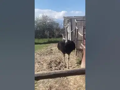 'Video thumbnail for Struci ne kopshtin zologjik "Ujku Trump" #animal #bird #animals #birds'