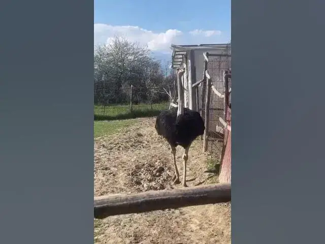 'Video thumbnail for Struci ne kopshtin zologjik "Ujku Trump" #animal #bird #animals #birds'