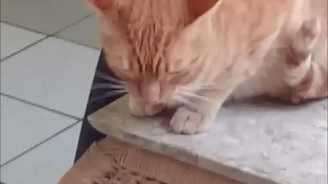 Video thumbnail for Gato com paciência Zen tolera cão que perturba muito: parte 1