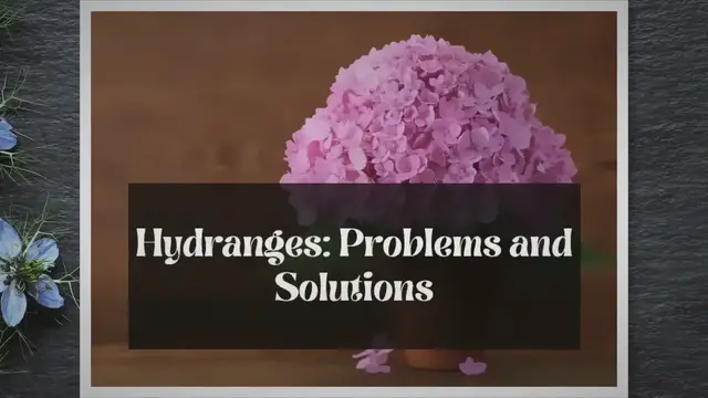 'Video thumbnail for 5 Common Problems with Hydrangeas in Pots: A Planter's Guide'