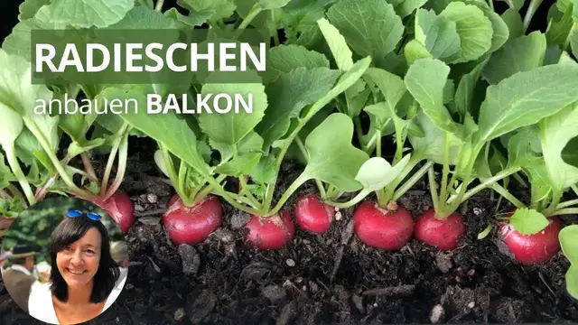 'Video thumbnail for Radieschen auf dem Balkon anbauen - die wichtigsten Tipps'