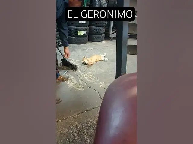 Video thumbnail for jugando con el geronimo #cat #music