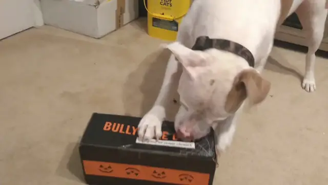 'Video thumbnail for Bullymake review - watch Rusty open his Bullymake box'