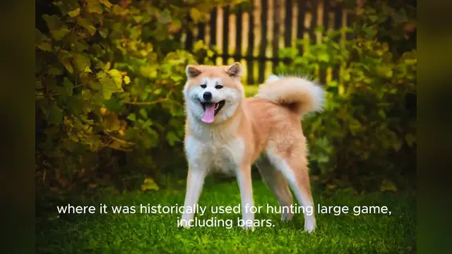 Video thumbnail for Akita