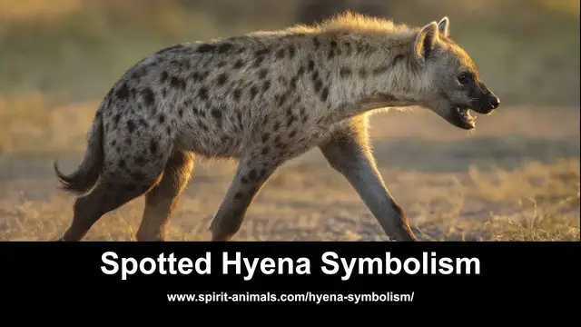 Video thumbnail for Spotted Hyena Symbolism