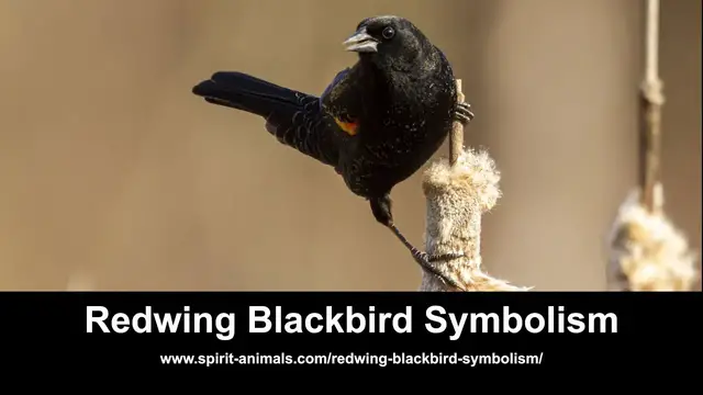 Video thumbnail for Redwing Blackbird Symbolism