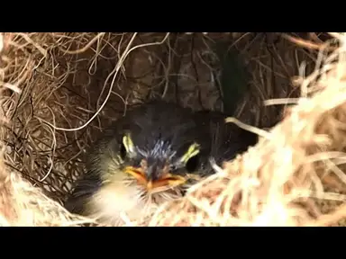 'Video thumbnail for In nest gain wild bird wait eat'