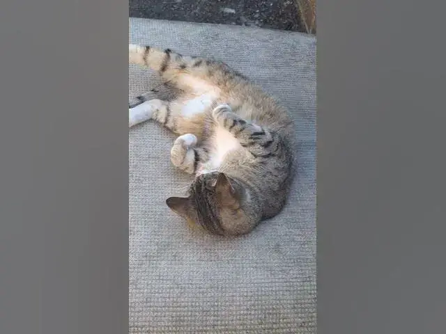 Video thumbnail for A hot ghost....but Tiggs still wants to play