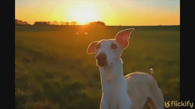 'Video thumbnail for 125 Nomi di Cani Spagnoli Top per Maschi e Femmine'