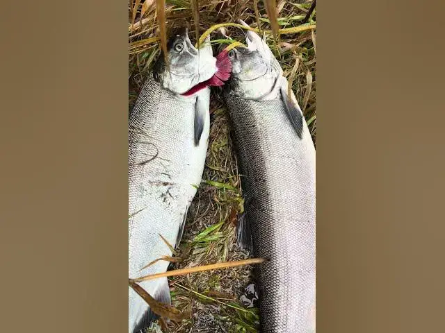 'Video thumbnail for Bright coho getting caught on twitching jigs and eggs under a float with all this water!'