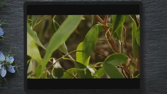 'Video thumbnail for How To Fix Leggy Pilea: 4 Remarkable Tips to Fix It'