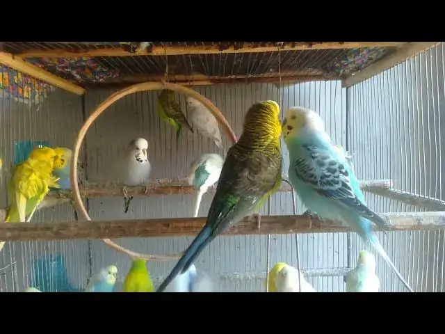 Video thumbnail for 🌅 Floresta viva com periquitos coloridos – 2 Minutos #floresta #periquitoscoloridos #relaxamento