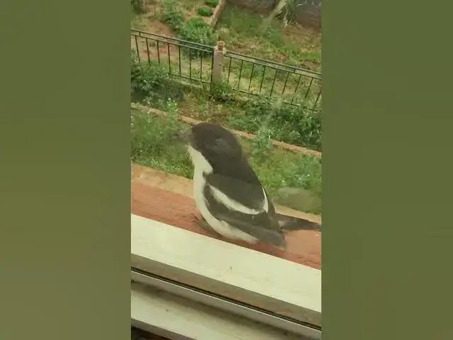 'Video thumbnail for My Morning Alarm at My Bedroom Window'