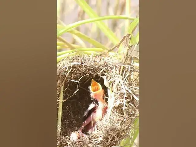 Video thumbnail for Mother Eating Feed bird #birds