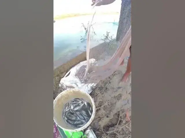 Video thumbnail for Fishing man catch a lot fish  #fish #shortfish #catchingfish #viralfish