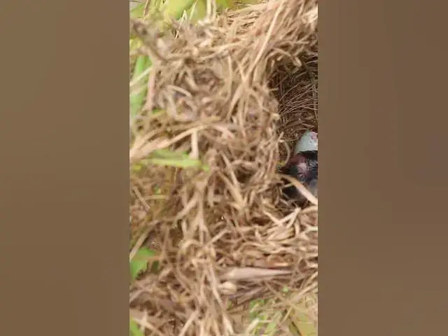 Video thumbnail for Wild Signle Bird Babies EP#094 #nestegg #egglaying #satisfying #nestling  #birds #baby  #nature