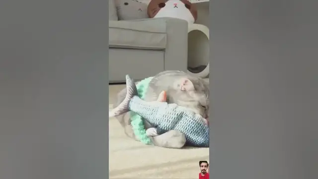 Video thumbnail for Fun and Engaging Fish Toy for Cats | 🔗 Link is in Description | #trending #cat #toy #gadgets