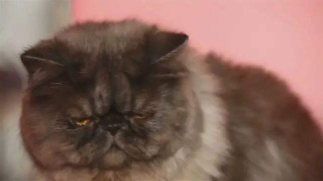'Video thumbnail for The Persian Cat: Unveiling the Price in Manila'