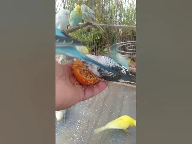 Video thumbnail for 🌺 “Um pedacinho da natureza — descubra 1h de relaxamento e cores 🌸”