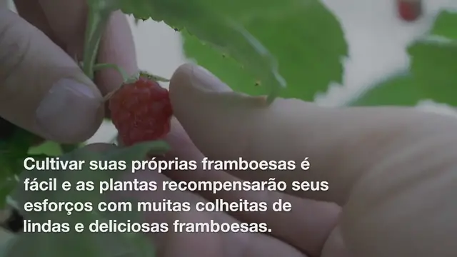 Video thumbnail for 7 segredos para cultivar framboesas em seu jardim