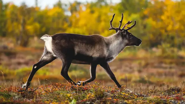 Video thumbnail for Reindeer Symbolism