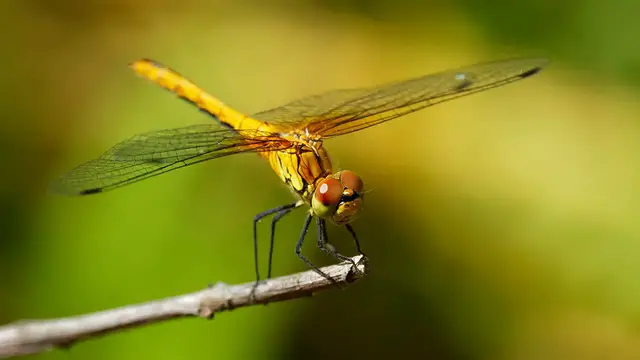 Video thumbnail for Dragonfly Symbolism