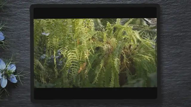 'Video thumbnail for Best Fertilizer for Elephant Ears: A Comprehensive Guide'
