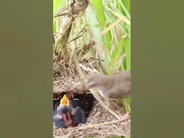 Video thumbnail for breast feeding a baby bird EP014 #bird #birds #birdnest #birdwatching #shortvideo #bikelover #catchb