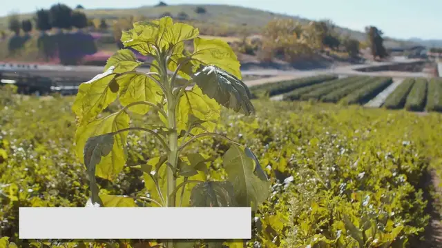 Video thumbnail for Propiedades del perejil que tu no conoces