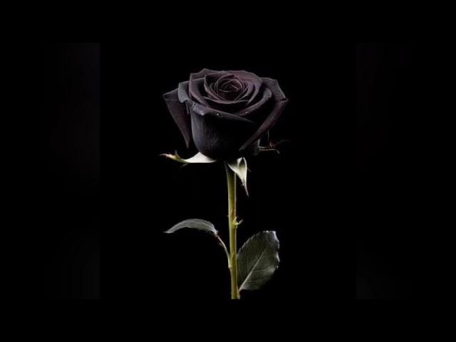 Video thumbnail for Kali Gulab | Sad Breakup Revenge Song 2026 |