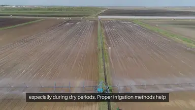 'Video thumbnail for Fruit Tree Irrigation Methods'